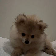 Moka joined the competition — help win amazing prizes! puppy, dog, fluffy, cute, pet, animal, indoor, white, bed, texture, fur, small, young, canine, resting, paw, lying_down, adorable, soft, domestic