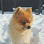 dog, pomeranian, puppy, snow, outdoor, fluffy, cute, animal, pet, winter, cold, fur, small, mammal, adorable, nature, daylight, playful, canine, curious