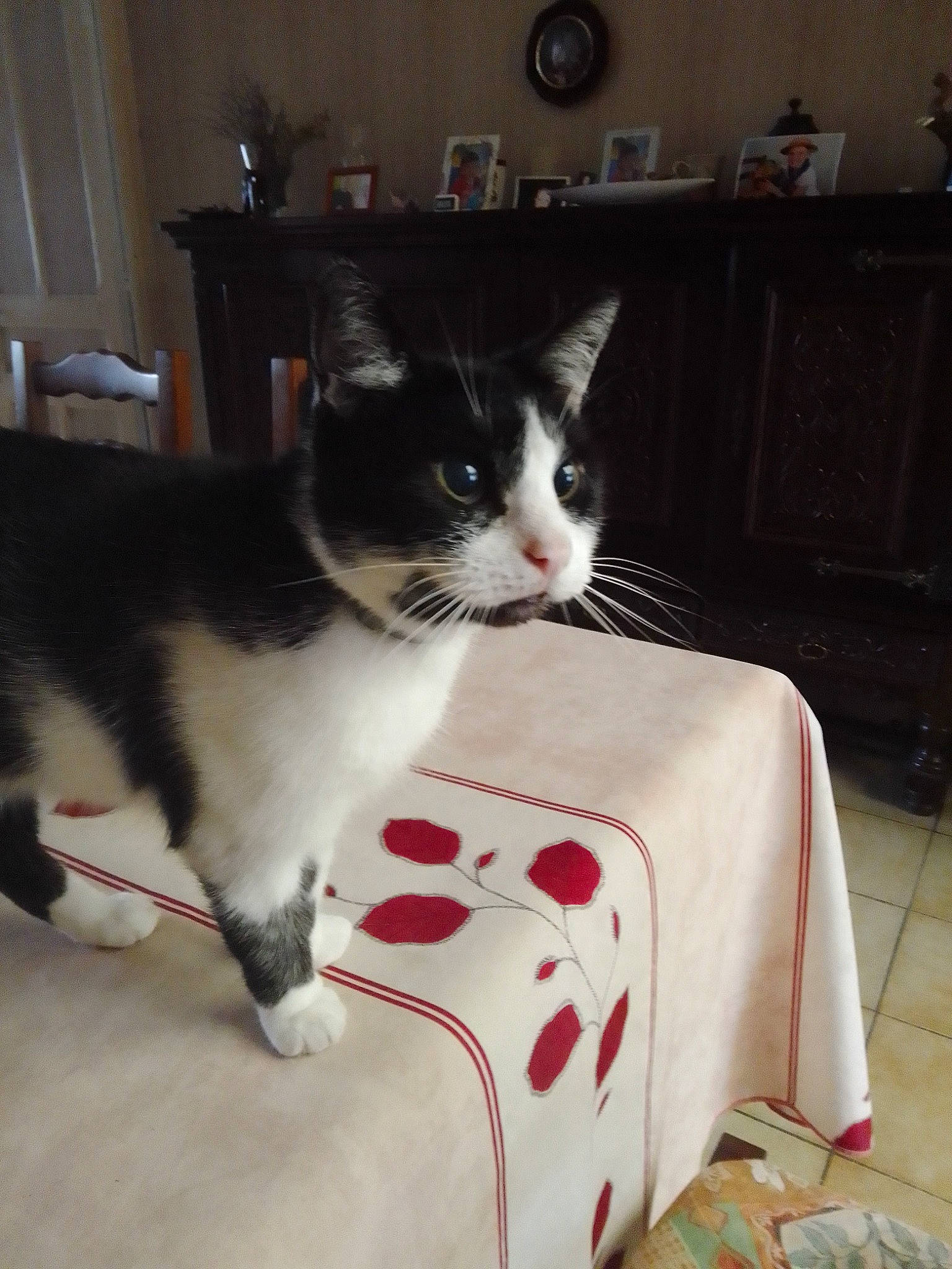 Momo a rejoint le concours — aidez-le/la à gagner de superbes lots ! bedding, box, carmine, carnivore, cat, cat_supply, comfort, domestic_short_haired_cat, felidae, fur, home_appliance, lap, linens, pet_supply, room, shelf, sitting, small_to_medium_sized_cats, tail, whiskers