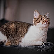 Yuki is registered to the contest to win money with this photo: cat, tabby_cat, white_fur, resting, relaxed, indoor, couch, furniture, pet, animal, sleeping, whiskers, tail, closeup, calm, cozy, domestic_cat, fur, mammal, quiet