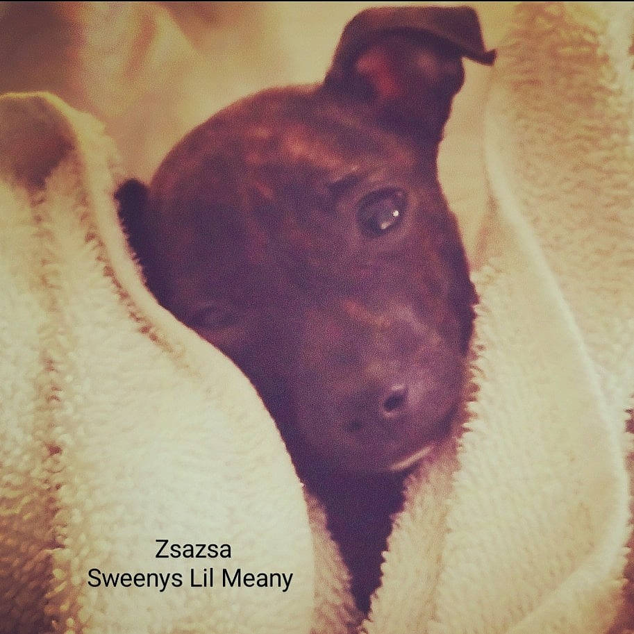 Zsazsa is registered to the contest to win money with this photo: canidae, carnivore, companion_dog, dog, dog_breed, ear, fawn, font, fur, liver, non_sporting_group, paw, photo_caption, snout, sporting_group, square, terrestrial_animal, visual_arts, whiskers, working_animal