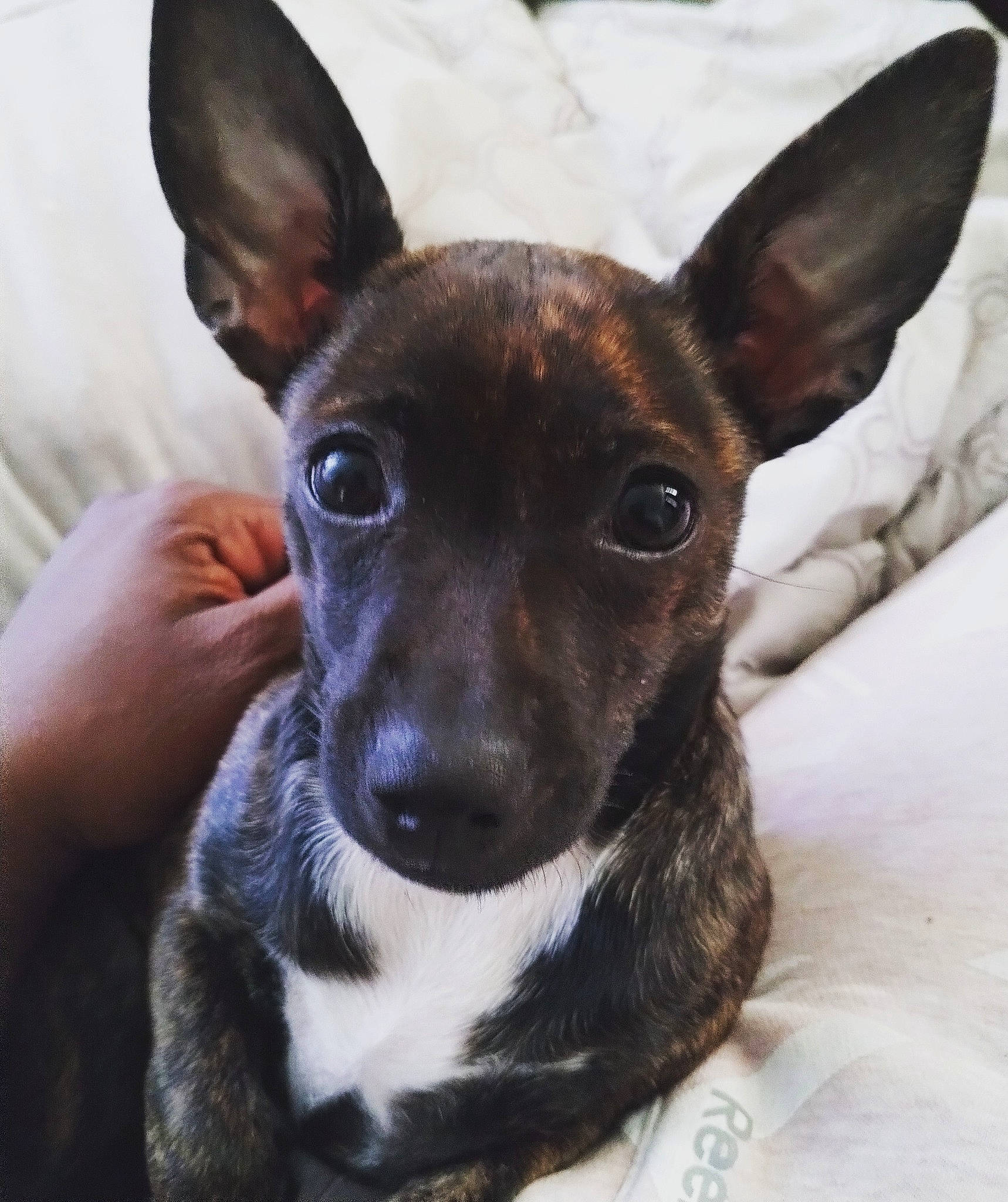 Zsazsa joined the competition — help win amazing prizes! ancient_dog_breeds, canidae, carnivore, collar, companion_dog, dog, dog_breed, dog_collar, ear, fawn, fur, head, non_sporting_group, snout, sporting_group, terrestrial_animal, terrier, toy_dog, whiskers, working_animal