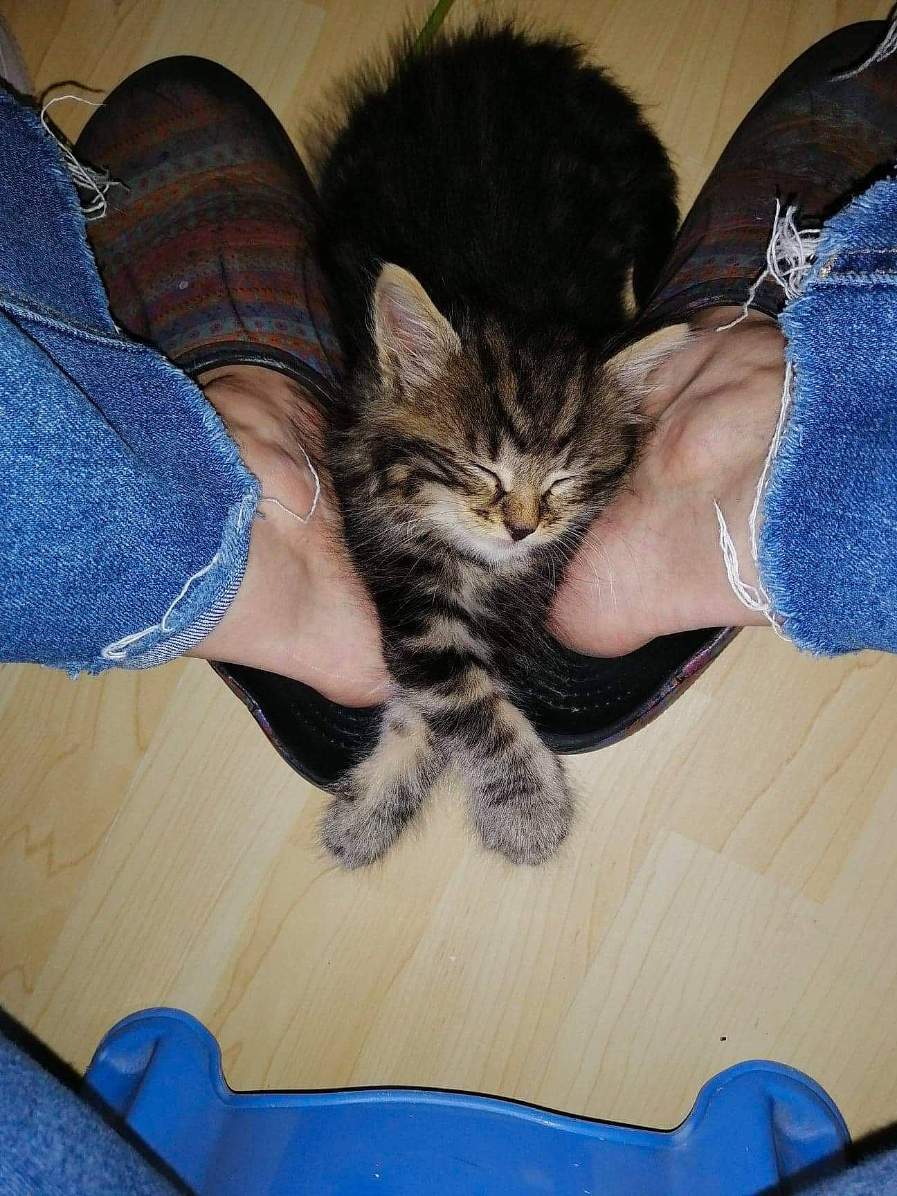 Crapule participe au concours pour gagner de l'argent avec cette photo : blue, carnivore, cat, comfort, electric_blue, felidae, floor, flooring, foot, gesture, grey, hand, human_leg, lap, nail, small_to_medium_sized_cats, textile, thigh, whiskers, wood