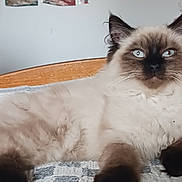 Anis participe au concours pour gagner de l'argent avec cette photo : animal, bedspread, blue_eyes, cat, chair, cute, domestic, fluffy, fur, furniture, headboard, indoor, looking_at_camera, lying_down, mammal, pet, red_furniture, relaxed, siamese_cat, whiskers