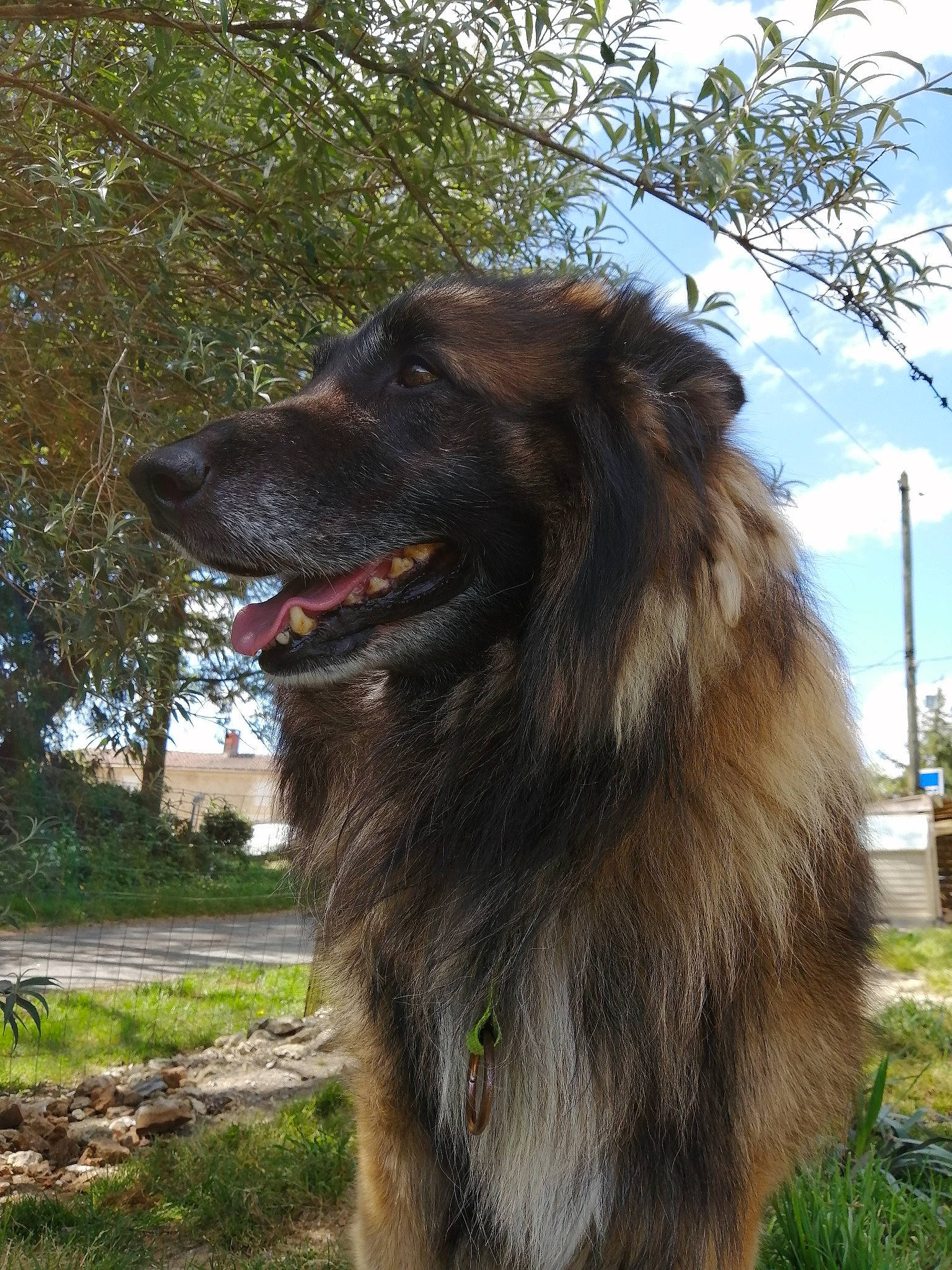 Farouck a rejoint le concours — aidez-le/la à gagner de superbes lots ! carnivore, cloud, companion_dog, dog, dog_breed, fur, giant_dog_breed, grass, leonberger, liver, newfoundland, plant, sky, snout, sporting_group, street_light, terrestrial_animal, tree, working_animal, working_dog