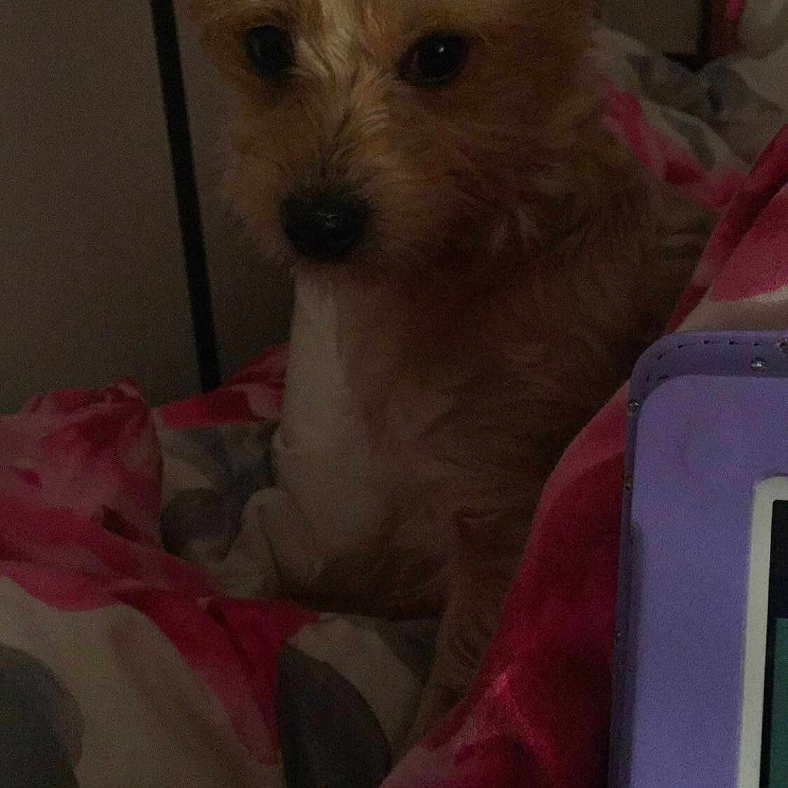 Coco