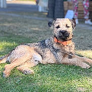 Aston participe au concours pour gagner de l'argent avec cette photo : dog, pet, canine, lying_down, grass, outdoor, garden, orange_collar, scruffy_fur, wire_hair, brown_fur, black_fur, relaxed, sunlight, portrait, animal, lawn, background, alert, cute