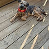 dog, pet, canine, small_dog, scruffy, lying_down, red_collar, outdoor, wooden_deck, sunlight, shadow, brown_fur, gray_fur, black_nose, floppy_ears, relaxed, portrait, animal, backyard, daylight