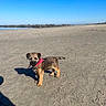 Aston participe au concours pour gagner de l'argent avec cette photo : dog, puppy, beach, sand, shoreline, ocean, blue_sky, outdoor, animal, pet, bandana, pink_accessory, standing, short_hair, brown_fur, black_muzzle, pawprints, shadow, sunlight, landscape