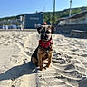 Aston participe au concours pour gagner de l'argent avec cette photo : dog, puppy, beach, sand, bandana, red_bandana, outdoor, sunlight, portrait, sitting, small_dog, scruffy_fur, black_and_brown, seaside, shoreline, background_blur, pawprints, summer, animal, coastal