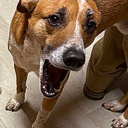 Finn is registered to the contest to win money with this photo: dog, brown, white, animal, pet, floor, paw, mouth_open, teeth, tongue, indoor, tile_floor, fur, canine, close_up, leg, person_leg, domestic, companion, yawning
