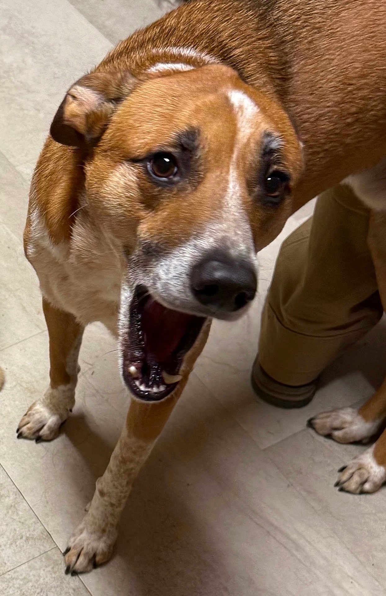 Finn is registered to the contest to win money with this photo: dog, brown, white, animal, pet, floor, paw, mouth_open, teeth, tongue, indoor, tile_floor, fur, canine, close_up, leg, person_leg, domestic, companion, yawning