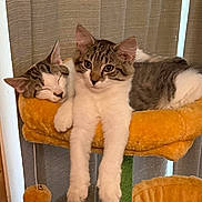 Chichi is registered to the contest to win money with this photo: cat, cats, feline, pet, sleeping, resting, cat_tree, orange, fur, whiskers, ears, cute, domestic_animal, indoor, cozy, relaxed, animal, mammal, two_animals, companion