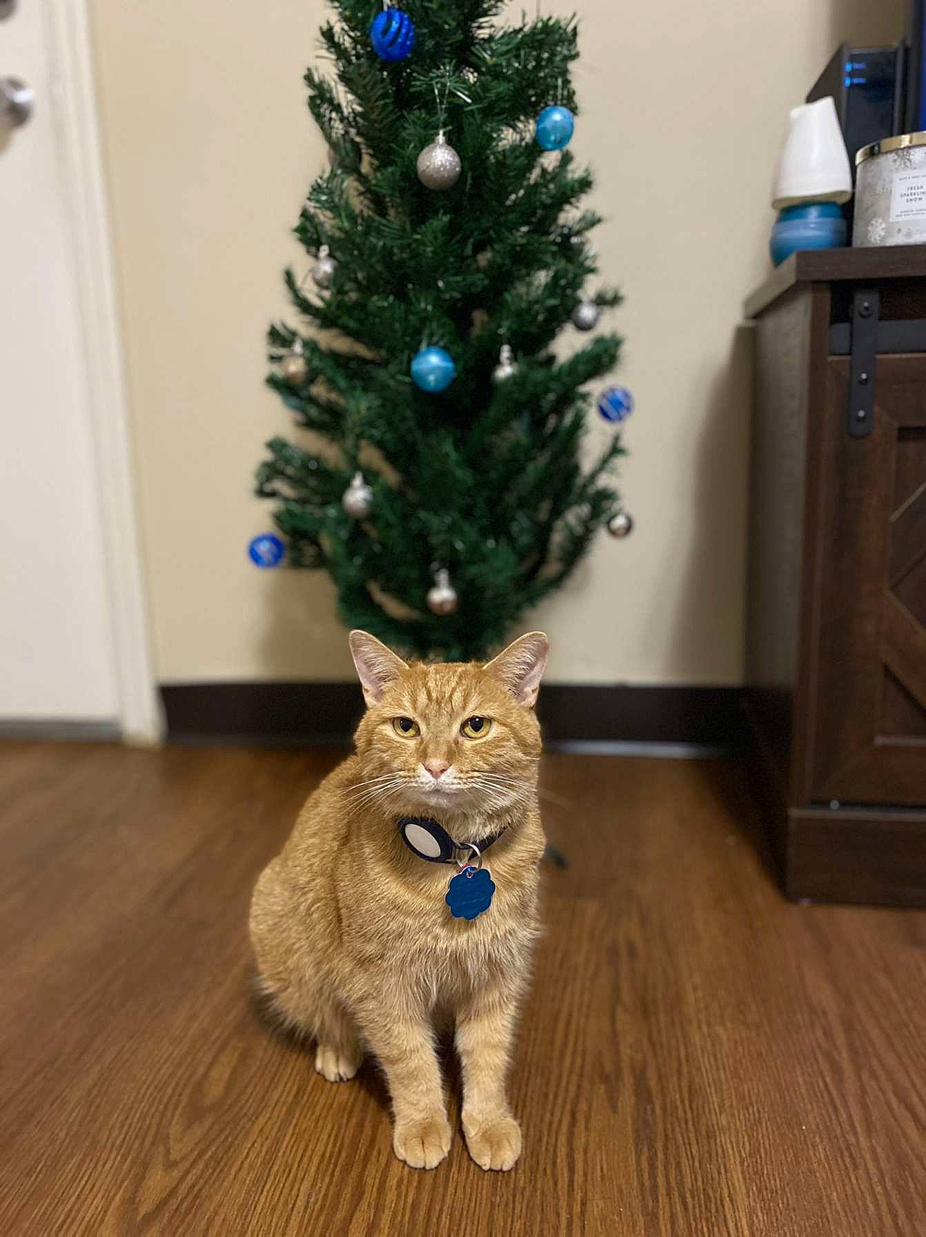 Breezy joined the competition — help win amazing prizes! blue, carnivore, cat, christmas_decoration, christmas_ornament, christmas_tree, electric_blue, event, fawn, felidae, flooring, hardwood, holiday, holiday_ornament, ornament, small_to_medium_sized_cats, snout, tail, whiskers, wood
