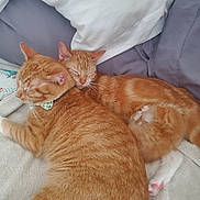 Jen Jake Jj is registered to the contest to win money with this photo: cat, orange_tabby, sleeping, cuddling, bed, pillow, blanket, pet, animal, fur, whiskers, paw, cozy, relaxed, domestic_cat, cute, resting, companion, indoors, napping