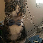 Buster is registered to the contest to win money with this photo: cat, tabby, bow_tie, indoor, pet, whiskers, curious, feline, animal, domestic, sitting, close_up, portrait, household, window, cords, floor, furniture, plaid, bell