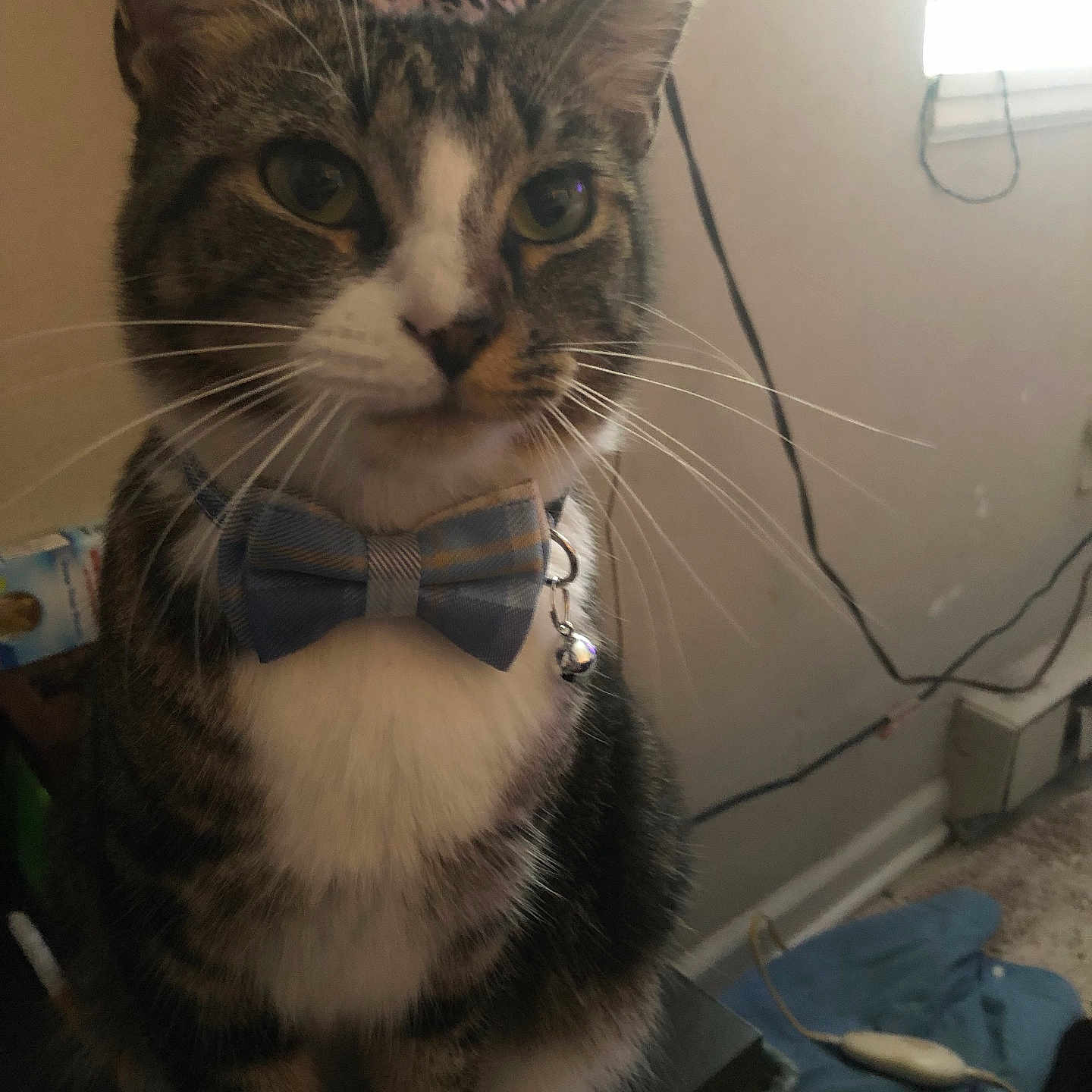 Buster is registered to the contest to win money with this photo: animal, bell, bow_tie, cat, close_up, cords, curious, domestic, feline, floor, furniture, household, indoor, pet, plaid, portrait, sitting, tabby, whiskers, window