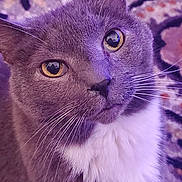Frosty Paws joined the competition — help win amazing prizes! cat, close_up, gray_cat, white_chest, yellow_eyes, whiskers, fur, pet, indoor, carpet, patterned_carpet, animal, cute, feline, looking_up, portrait, soft_texture, domestic_cat, whiskers_visible, sitting