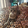 cat, kitten, tabby, bed, leopard_print, indoor, pet, animal, feline, curious, young, whiskers, ears, paws, blanket, fabric, home, lamp, mannequin, tail
