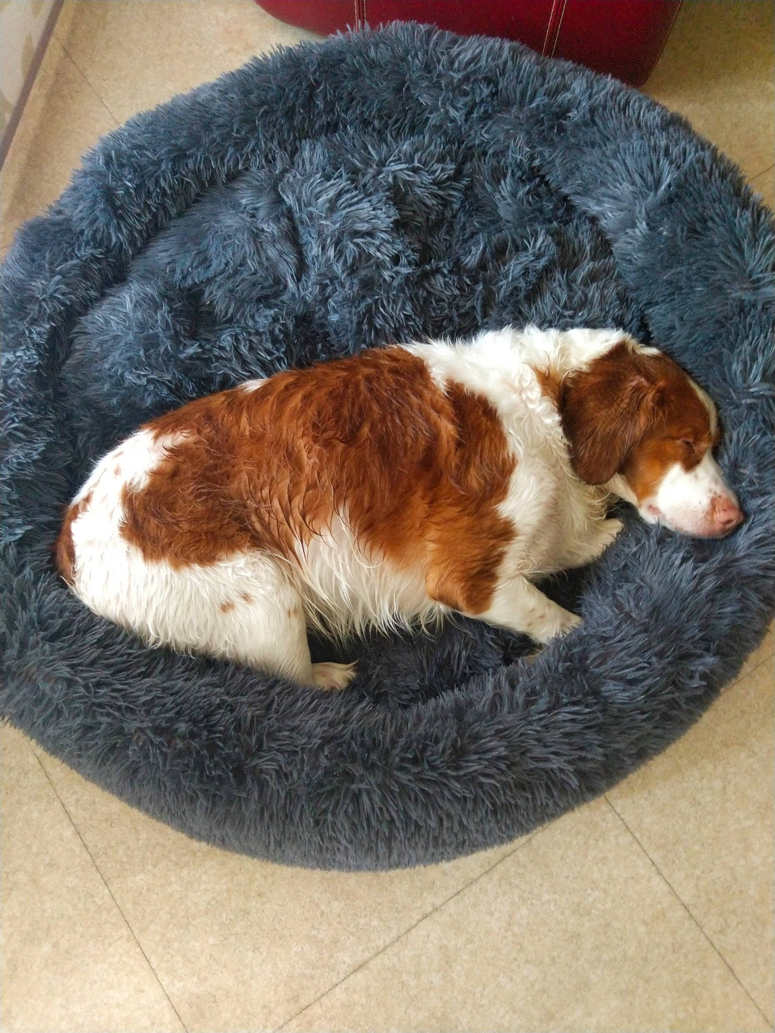 Happy participe au concours pour gagner de l'argent avec cette photo : canidae, carnivore, companion_dog, dog, dog_breed, kooikerhondje, puppy, spaniel, sporting_group, welsh_springer_spaniel