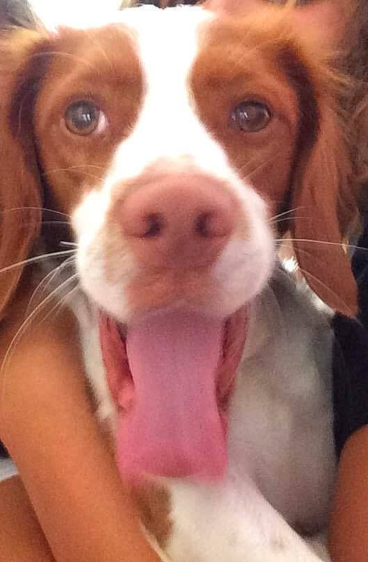 Happy participe au concours pour gagner de l'argent avec cette photo : brittany, canidae, carnivore, companion_dog, dog, dog_breed, drentse_patrijshond, fawn, hunting_dog, liver, mammal, nose, puppy, puppy_love, rare_breed_dog, snout, spaniel, sporting_group, vertebrate, welsh_springer_spaniel