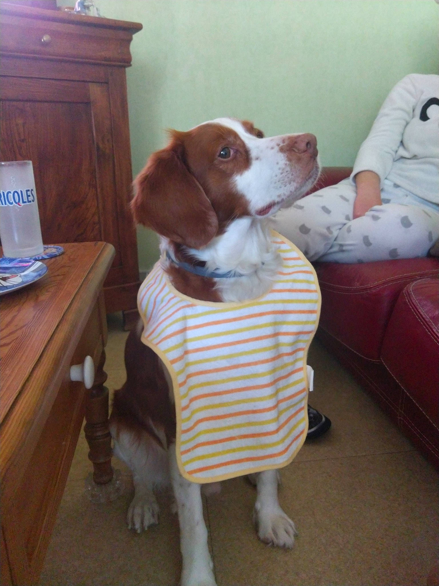 Happy a rejoint le concours — aidez-le/la à gagner de superbes lots ! beagle, beagle_harrier, braque_saint_germain, brittany, canidae, carnivore, companion_dog, dog, dog_breed, harrier, mammal, pocket_beagle, rare_breed_dog, spaniel, sporting_group, vertebrate, welsh_springer_spaniel