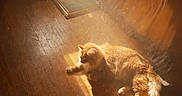 Archibald joined the competition — help win amazing prizes! cat, cozy, curtains, dust_particles, feline, fluffy, ginger, indoor, long_hair, lying_down, orange, pet, photography, relaxed, sleeping, sunbeam, sunlight, warm_light, window, wooden_floor