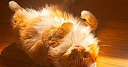 Archibald joined the competition — help win amazing prizes! cat, orange_cat, white_cat, fluffy, long_hair, lying_down, upside_down, belly_up, paws_up, whiskers, green_eyes, relaxed, playful, cute, sunlight, wooden_floor, indoor, warm_lighting, pet, fur