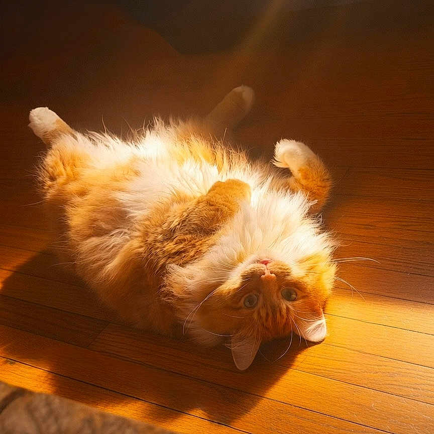 Archibald