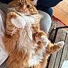 cat, ginger_cat, longhaired_cat, fluffy, orange, white, feline, pet, animal, face, whiskers, ears, paws, belly, sitting, relaxed, indoors, lap, wooden_floor, rug