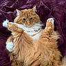 cat, orange_cat, fluffy, long_hair, ginger, tabby, white_chest, white_paws, pet, animal, portrait, lying_down, back, raised_paws, bed, blanket, purple, indoors, whiskers, cute