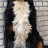 animal, bernese_mountain_dog, black_fur, brick_wall, brown_fur, companion_animal, dog, fluffy, front_view, indoor, large_dog, long_hair, paws, pet, photography, portrait, sitting, tail, tricolor, white_fur