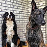 animals, bernesemountaindog, black, brick_wall, brown, canine, collar, companions, dogs, fluffy, indoor, longhaired, pets, portrait, shepherd, shorthaired, sitting, standing, tiled_floor, white