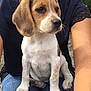 Nova a rejoint le concours — aidez-le/la à gagner de superbes lots ! puppy, dog, pet, outdoor, person, lap, sitting, brown_and_white, fur, cute, young, animal, canine, ears, snout, grass, clothing, jeans, human_arm, nature