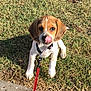 Nova a rejoint le concours — aidez-le/la à gagner de superbes lots ! puppy, dog, leash, grass, outdoor, pet, animal, cute, playful, young, brown, white, collar, sunlight, tongue, sitting, small, adorable, nature, daytime
