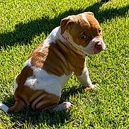 Tera joined the competition — help win amazing prizes! puppy, dog, grass, outdoor, sunlight, brown_and_white, pet, animal, collar, curious, sitting, young, cute, shadow, paw, nature, summer, playful, fur, greenery