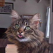Josette participe au concours pour gagner de l'argent avec cette photo : cat, tabby, blep, tongue_out, fluffy, green_eyes, whiskers, indoor, pet, animal, feline, cute, closeup, portrait, fur, ears, nose, background, cozy, domestic