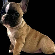 Tank joined the competition — help win amazing prizes! dog, french_bulldog, puppy, pet, animal, canine, sitting, portrait, close_up, wide_eyes, upright_ears, short_snout, black_background, brown_fur, white_chest, black_mask, cute, alert, studio_lighting, isolated_subject