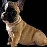 dog, french_bulldog, puppy, pet, animal, canine, sitting, portrait, close_up, wide_eyes, upright_ears, short_snout, black_background, brown_fur, white_chest, black_mask, cute, alert, studio_lighting, isolated_subject