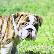 Junior participe au concours pour gagner de l'argent avec cette photo : dog, bulldog, puppy, grass, outdoor, pet, animal, canine, young, fur, wrinkles, face, ears, nose, nature, green, cute, small, looking, portrait