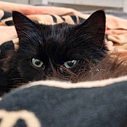 Bagheera a rejoint le concours — aidez-le/la à gagner de superbes lots ! black_cat, cat, pet, animal, green_eyes, ears, blanket, indoor, cozy, furry, close_up, peeking, soft_light, resting, cute, mammal, domestic_animal, feline, whiskers, curious
