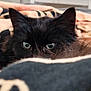black_cat, cat, pet, animal, green_eyes, ears, blanket, indoor, cozy, furry, close_up, peeking, soft_light, resting, cute, mammal, domestic_animal, feline, whiskers, curious