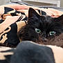 cat, black_cat, green_eyes, blanket, cozy, indoor, pet, fur, resting, curious, close_up, soft_texture, comfort, animal, whiskers, ears, home, feline, sleepy, relaxed