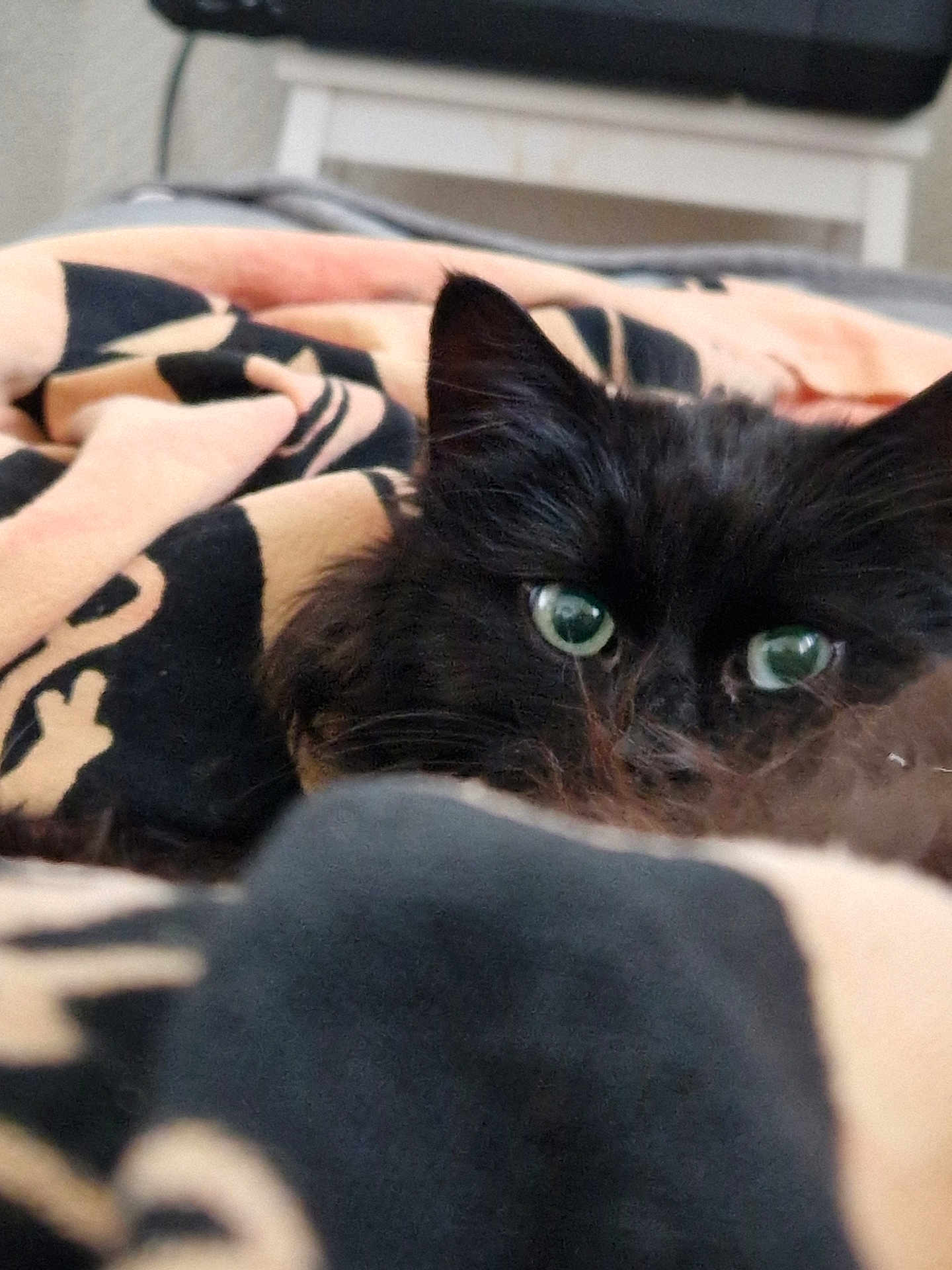 Bagheera