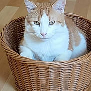 Cacahuéte participe au concours pour gagner de l'argent avec cette photo : cat, basket, wooden_floor, orange_and_white_cat, pet, feline, indoor, animal, resting, cute, fur, whiskers, ears, eyes, domestic_cat, cozy, home, relaxed, sitting, mammal