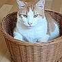 cat, basket, wooden_floor, orange_and_white_cat, pet, feline, indoor, animal, resting, cute, fur, whiskers, ears, eyes, domestic_cat, cozy, home, relaxed, sitting, mammal