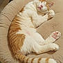 cat, orange_and_white, sleeping, pet_bed, cozy, indoor, feline, relaxed, curled_up, whiskers, paw, tail, plush, soft, comfort, cute, domestic_animal, nap, fur, resting