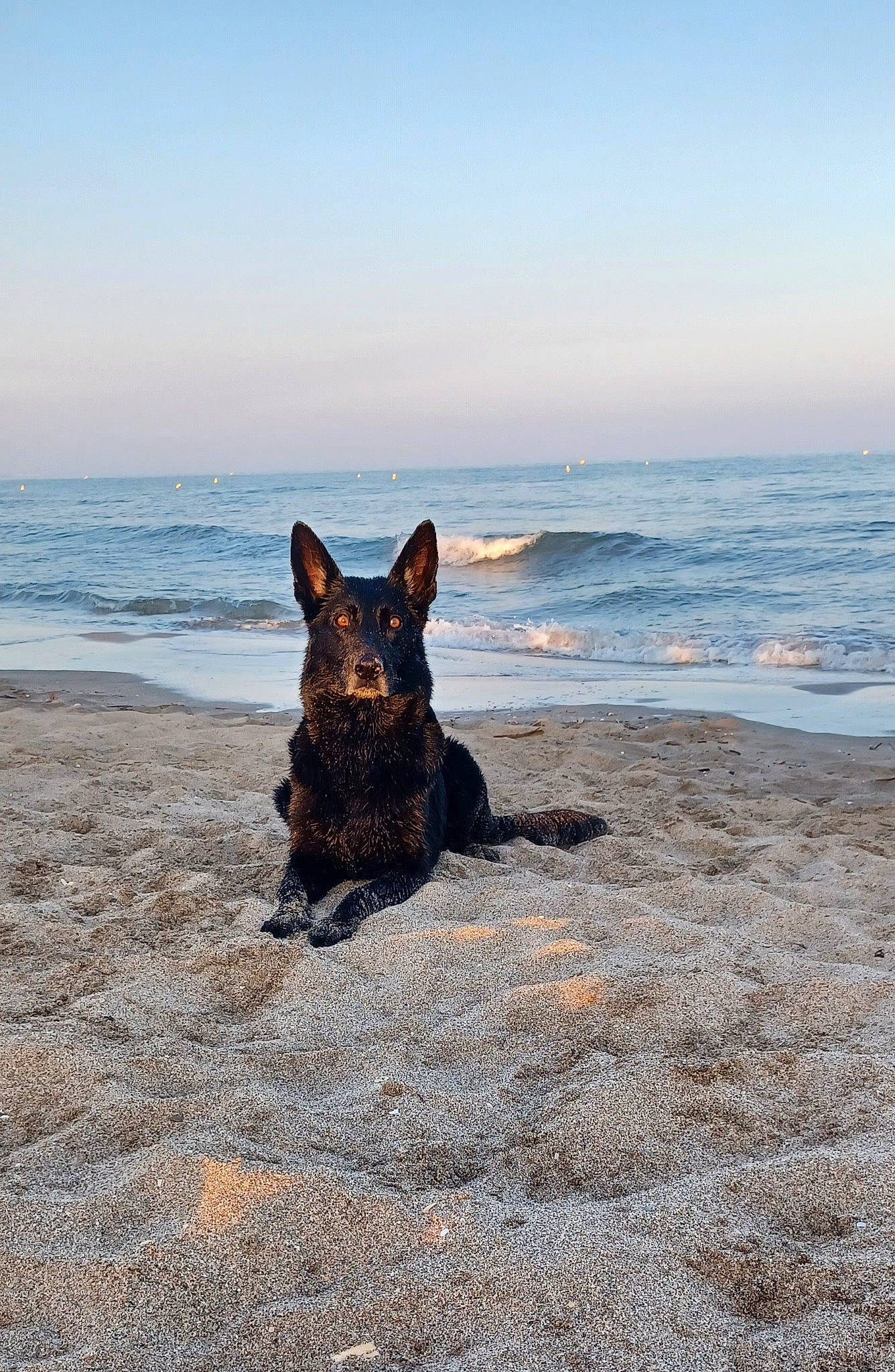 Jasmine a rejoint le concours — aidez-le/la à gagner de superbes lots ! beach, canidae, carnivore, coast, dog, dog_breed, fawn, guard_dog, herding_dog, horizon, ocean, rock, sand, sky, sporting_group, tail, water, wave, wind_wave, wood