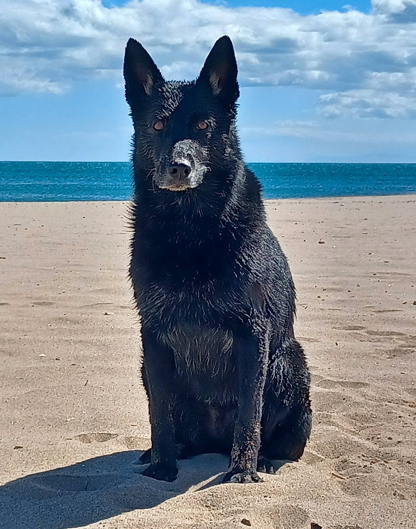Jasmine participe au concours pour gagner de l'argent avec cette photo : beach, black_norwegian_elkhound, blue, canidae, carnivore, cloud, dog, dog_breed, electric_blue, fur, ocean, shadow, sky, snout, sporting_group, tail, terrestrial_animal, walking, water, working_dog