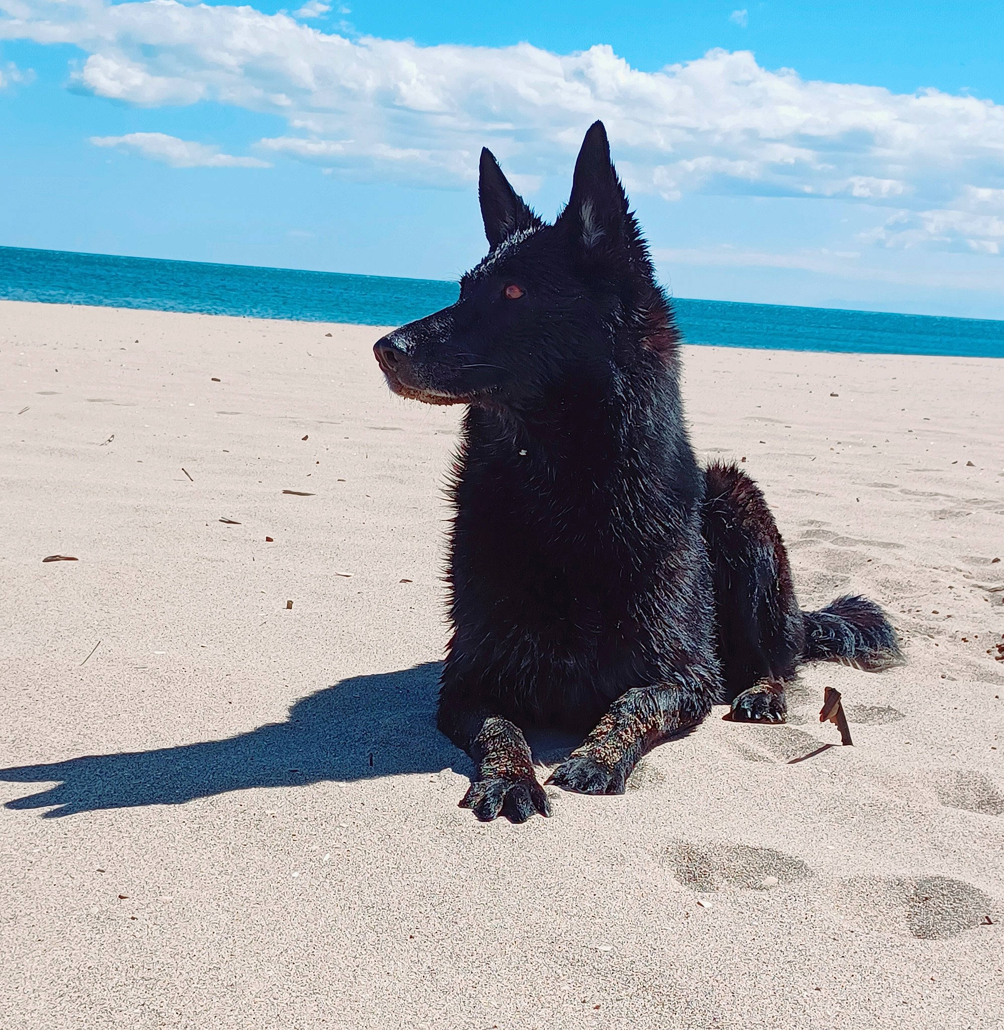 Jasmine a rejoint le concours — aidez-le/la à gagner de superbes lots ! beach, blue, canidae, carnivore, cloud, dog, dog_breed, electric_blue, guard_dog, herding_dog, non_sporting_group, ocean, sand, schipperke, shadow, sky, sporting_group, water, wind_wave, working_dog
